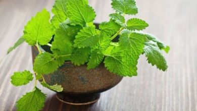 Photo of थायराइड सहित इन सभी परेशानियों से  निजात दिलाता है लेमन बाम