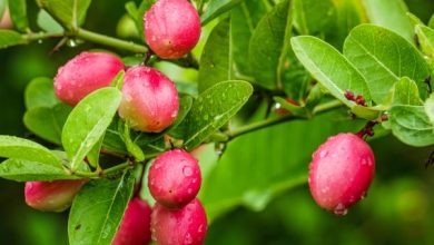 Photo of जानें कैसे ? मिर्गी से छुटकारा दिलवाएगा करौंदा