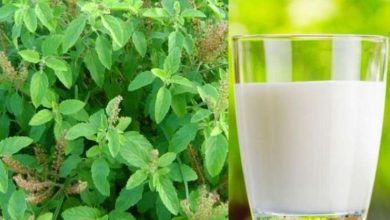 Photo of दूध में तुलसी के पत्ते डालकर पीने से दूर होंगी कई बीमारियां