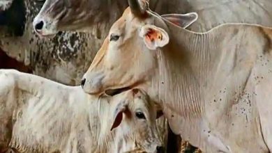 Photo of केरल के इडुक्की जिले में गोमांस खाने पर आदिवासी समुदाय ने 24 लोगों का किया बहिष्कार,इस समुदाय में गोमांस खाना वर्जित