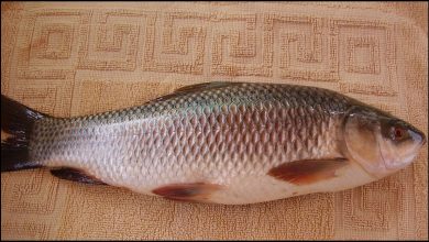 Photo of सर्दियों में खाएंगें मछली, तो शरीर को होंगे ये फायदे