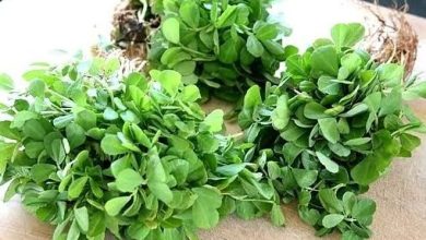 Photo of सर्दी में डायबिटीज के मरीजों के लिए जाने किस तरह फायदेमंद है मेथी का साग….
