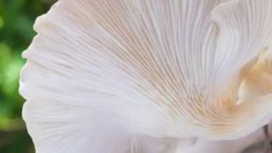 Photo of जाने ओएस्टर मशरूम के फायदो के बारे में…