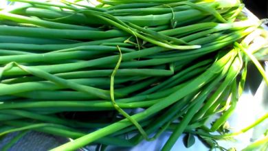 Photo of बालों के लिए फायदेमंद है प्याज के पत्ते, जानिए कैसे करना है इस्तेमाल