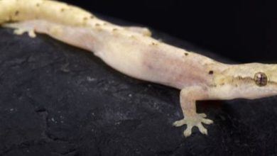 Photo of जानिए छिपकली से जुड़े शुभ-अशुभ संकेतों के बारे में….