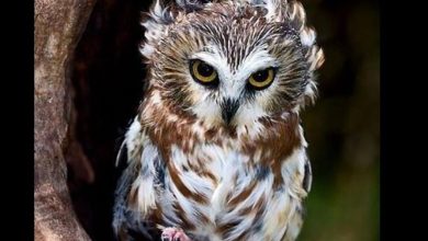 Photo of जानें उल्लू से से जुड़े शुभ और अशुभ संकेत
