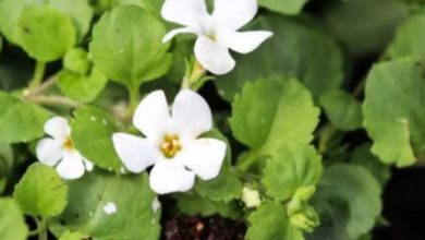 Photo of याददाश्त और तनाव से राहत पाने के लिए ब्राह्मी का इस तरह करें उपयोग