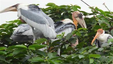 Photo of आखिर क्‍या है जैव विविधता के नापने का पैमाना, पढ़े पूरी खबर