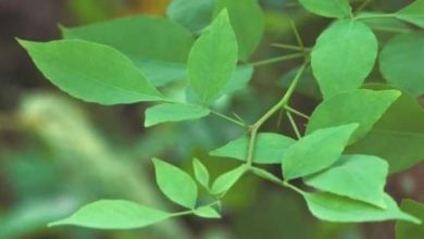 Photo of जानें घर में बेलपत्र लगाने के फायदे
