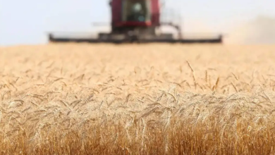Photo of यूक्रेनी सरकार ने गेहूं और मेसलिन के लिए निर्यात लाइसेंस किए रद्द