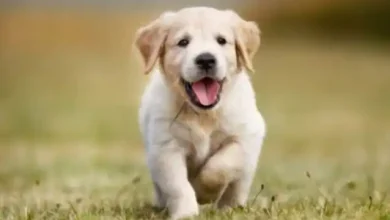Photo of गलती से भी अपने प्यारे कुत्ते को न खिलाये ये फूड्स