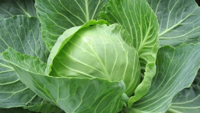 Photo of पत्ता गोभी खाने से सेहत को होते हैं ये कमाल के फायदे