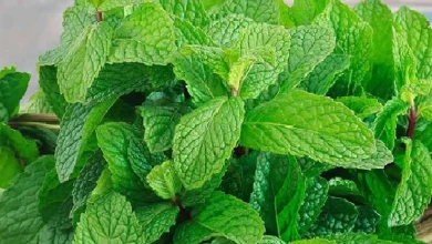 Photo of जान ले पुदीने के सेवन से होने वाले ये कमाल के फायदे