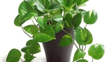 Photo of अगर आप भी लगा रहे हैं मनी प्लांट, तो जरुर रखे इन बातों का ध्यान