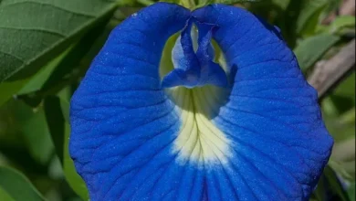 Photo of इस पौधा को लगाने से प्रसन्न होती हैं मां लक्ष्मी