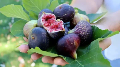 Photo of बेहद फायेदेमंद है अंजीर, जाने इसके लाभ