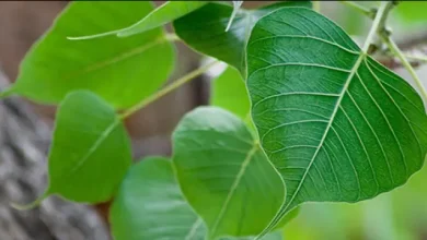 Photo of मुंह की बदबू से छुटकारापाने के लिए अपनाये ये उपाय