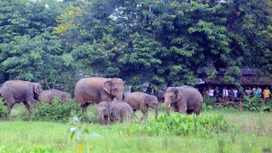 Photo of वन्य जीवों की संख्या दुनियाभर में तेजी से घट रही ,भविष्य के लिए जरूरी है सुधार