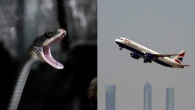 Photo of New jersey जा रही विमान में सांप दिखने से यात्रियों में हड़कंप