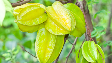Photo of यहाँ जानिए स्टार फ्रूट कमरख में छिपे फायदों के बारे में..