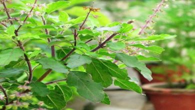 Photo of वास्तु शास्त्र में तुलसी की सूखी पत्तियों को शुभ माना जाता है, जानिए इन वास्तु उपायों के बारे में..