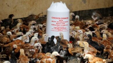 Photo of केरल के तीन अलग-अलग पंचायतों में बर्ड फ्लू के कारण 6,000 से अधिक पक्षियों की मौत..