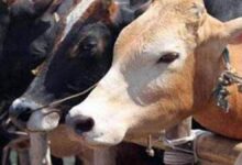 Photo of यूपी सरकार ने गौशाला में गायों की दूध के होने वाली बंदरबांट पर लगाई रोक, पढ़े पूरी ख़बर