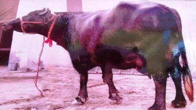 Photo of केमिकल युक्त चारे का सेवन करने से गुरुग्राम में मरी 32 भैंसे…