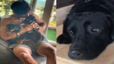 Photo of अपने पालतू कुत्ते फज के निधन पर सुशांत सिंह राजपूत की बहन प्रियंका सिंह ने शेयर किया इमोशनल पोस्ट…