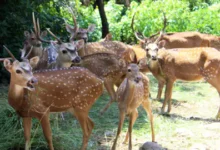 Photo of जानिए कैसे हुई महाराष्ट्र को सोलापुर में 12 हिरणों की मौत, पढ़े वजह