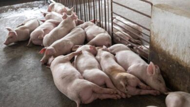 Photo of केरल के कोट्टायम से सामने आए अफ्रीकी स्वाइन फ्लू के मामले, पढ़े पूरी ख़बर