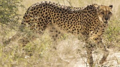 Photo of भारत लाए जा सकते है 14 से 16 और चीते…