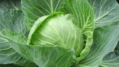 Photo of आएये जानें पत्तागोभी खाने के फैयेदे…