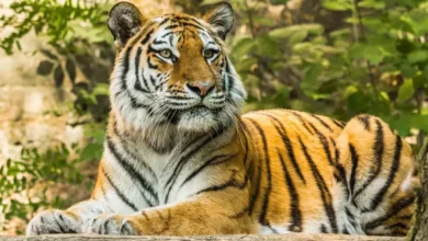 Photo of हम बाघ अभयारण्यों और राष्ट्रीय उद्यानों के भीतर चिड़ियाघर बनाए जाने की आवश्यकता की समीक्षा नहीं कर रहे- सुप्रीम कोर्ट