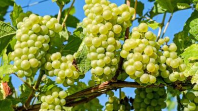 Photo of होली पर घर आये मेहमानों को पिलाएं अंगूर की ये स्पेशल ड्रिंक, जाने रेसिपी