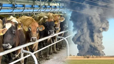 Photo of साउथफॉर्क डेयरी फार्म में आग लगने से हुई 18 हजार से अधिक गायों की मौत…