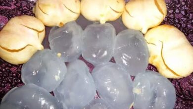 Photo of आइए जानते है आइस एप्पल खाने से सेहत को मिलते हैं कौन से फायदे…