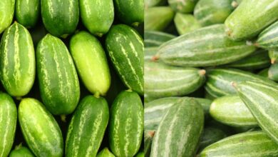 Photo of हरे रंग के परवल में कई तरह के गुण पाए जाते हैं, जानिए इसके फायदे-