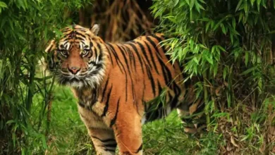 Photo of प्रोजेक्ट टाइगर के 50 साल पूरे होने के उपलक्ष्य में आयोजेट तीन दिवसीय कार्यक्रम का उद्घाटन करेंगे प्रधानमंत्री मोदी