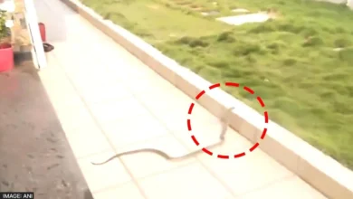 Photo of शिगगांव में भाजपा कैंप कार्यालय परिसर में अचानक घुसा  सांप…