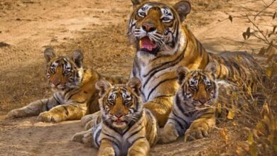 Photo of अगर आप मध्य प्रदेश के आसपास घूमने वाली जगहों की तलाश कर रहे हैं, तो खजुराहो एक अच्छा ऑप्शन है