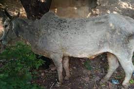 Photo of इन राज्यों में जानलेवा लंपी बीमारी ने एक बार फिर दी दस्तक…