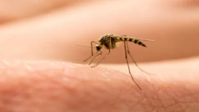 Photo of अगर आप भी मच्छर काटने से हो गए हैं लाल निशान समस्या से  है परेशान तो इन उपायों को अपनाए..