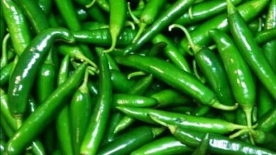 Photo of चलिए जानते हैं हरी मिर्च के कुछ हैरान करने वाले फायदे के बारे में..
