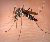 Photo of यूपी में बढ़ा डेंगू का कहर, जानें रोकथाम के उपाय !