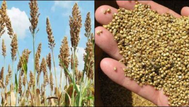 Photo of अमृत से कम नहीं है बाजरा, फायदे जान हैरान हो जायेगे!