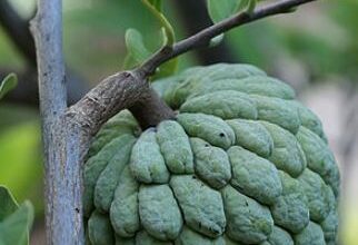 Photo of जानिए  दिल की बीमारियों के लिए कौन से फल खाए?