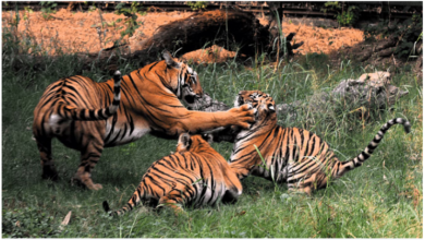 Photo of दिल्ली: रॉयल बंगाल बाघ के दो शावक धात्री और धैर्य को बाड़े में छोड़ा