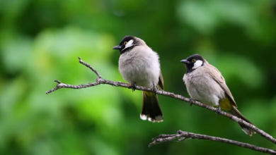 Photo of दिल्ली में प्रदूषित हवाओं से पशु-पक्षियों की सेहत भी खराब कर रहा है !