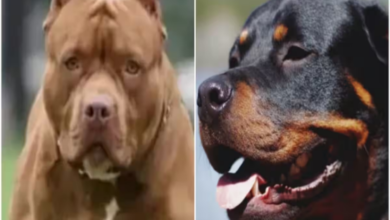 Photo of बुलडॉग-पिटबुल जैसी खतरनाक नस्ल के कुत्तों पर लग सकता है प्रतिबंध,जाने